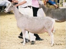 GCH Willow Run Titan Starlet  2*M