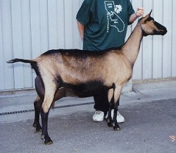 GCH Waiilatpu Newbolds No Angel 3*M