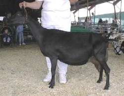 Waiilatpu Classic's Blk Beauty 11*M