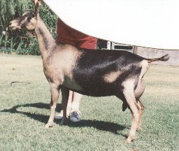 GCH Waiilatpu Blue Heather  10*M