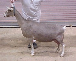 GCH Waiilatpu Charlie's Janice  *M 