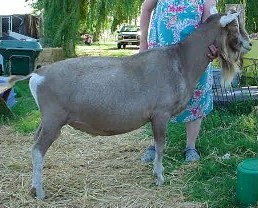 *B Rowe's Snowbuck Macho Man 