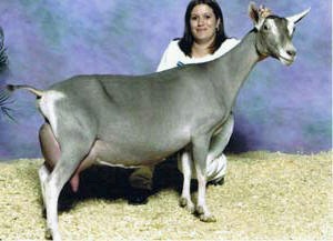 SGCH Welbian Farms Whin's Madison  *M