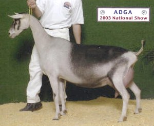 Dam; GCH Willow Run Armand Rishona 2*M