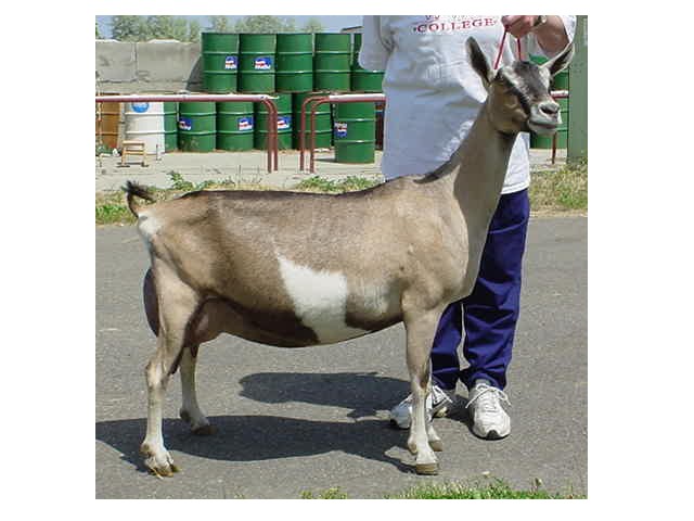 GCH Waiilatpu Newbold's Safina  4*M