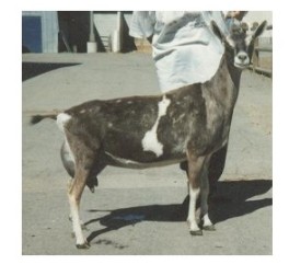GCH Waiilatu Cowboy Spanky  3*M