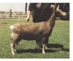 GCH Waiilatpu MDKP Sprite *M