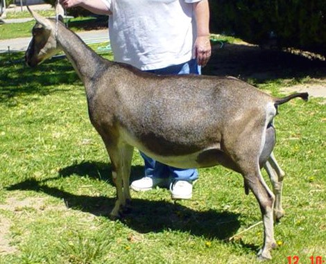 GCH Brandt's Lil Summer  2*M